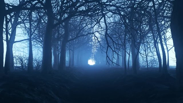 Forest alley in dense fog. Bare trees during winter. Dark moody landscape.