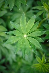 the leaves of delphinium