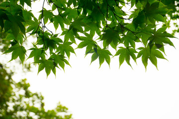Fototapeta na wymiar Leaves of Maple Tree from the bottom