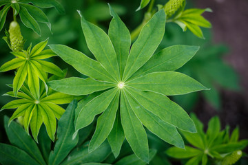 the leaves of delphinium