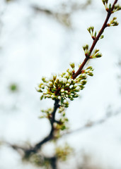 spring buds selective focus, flowers are going to bloom