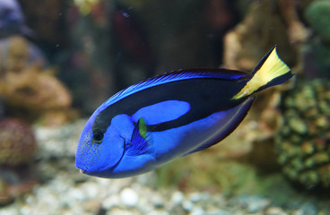 Fototapeta na wymiar close up on blue tang fish in the reef