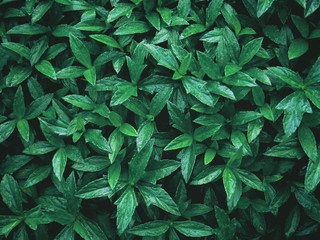 tropical green leaves in summer garden