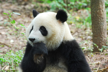 Obraz na płótnie Canvas close up on giant panda eating bamboo shoot