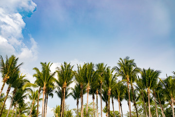 Obraz na płótnie Canvas tree palm Coconut garden white cloud blue sky