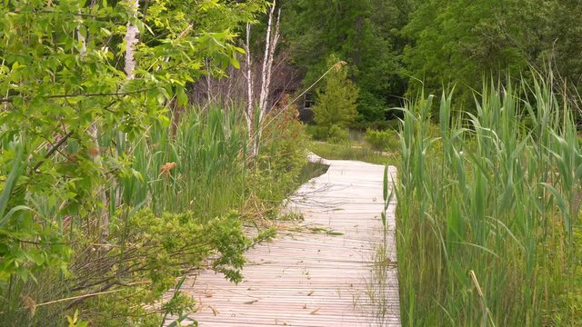 Boardwalk hiking trail through green wetlands near Cedar Spring campground, on Beausoleil Islands, Georgian Bay Islands National Park, Ontario, Canada