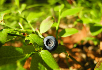 Fresh Blueberries on the bush