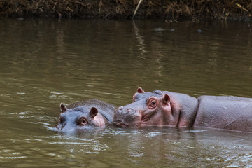 A meeting of pachyderms in the water. Meru, Kenya