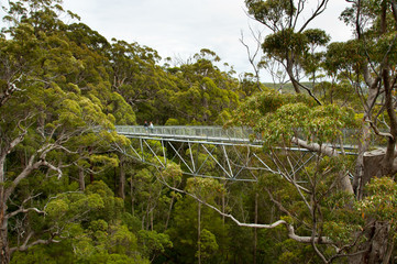 Tree Top Walk - Walpole - Australia