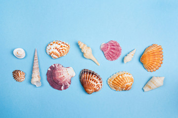 Background with of seashells on blue. Place for text.