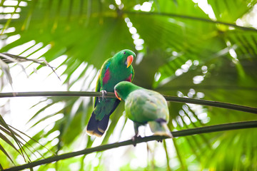 Two green parrots sitting on branch and playing with food