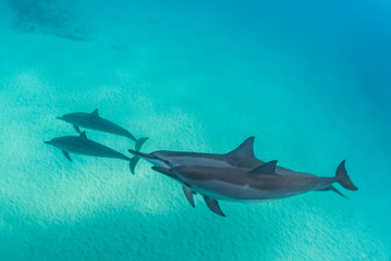 Dolphins swimming through the bay