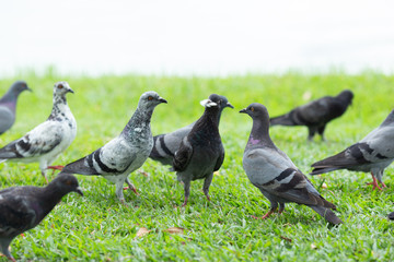 Several pigeons are walking on the lawn.