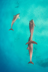 Dolphins swimming away