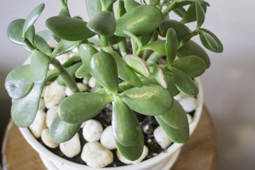Green leaves plant pot decorated in living room