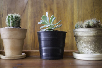 Succulent plant pot decorated in minimal style room