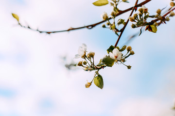 spring apple blossom going to bloom