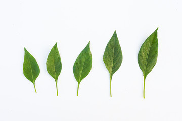 Obraz premium Leaves with drops on a white background