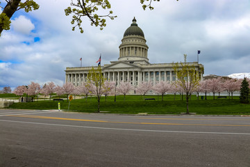 Fototapeta premium Spring in Utah with cherry blossom lining the street in front of the State Capitol in Salt Lake City Utah. 