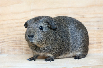 Glatthaar Meerschweinchen (Agouti)