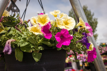 Flowers on display in Garden Supplies Store