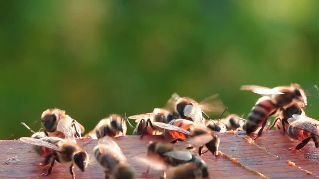Work of bees in team. Bees are cleaning  and ventilate their home.
