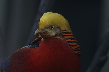 Close up Chinese Golden Pheasant bird , Colorful Body Plumage with Golden Crest