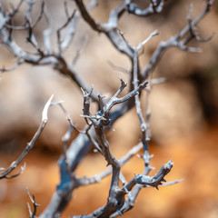 Sun-dried shrubs on a rocky ground, close up
