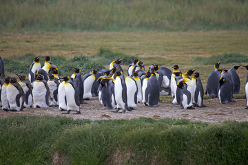 King Penguin colony at Inutil Bay in Tierra del Fuego, Chile