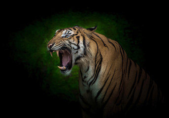 Young Indochinese tigers are roaring.