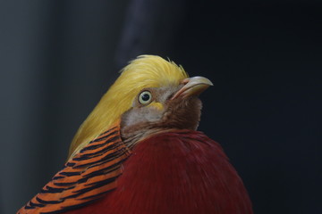 Close up Chinese Golden Pheasant bird , Colorful Body Plumage with Golden Crest