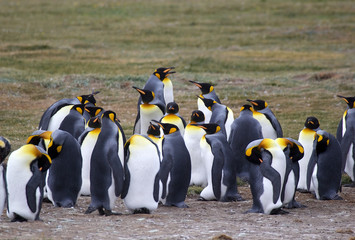 Obraz premium King Penguin colony at Inutil Bay in Tierra del Fuego, Chile