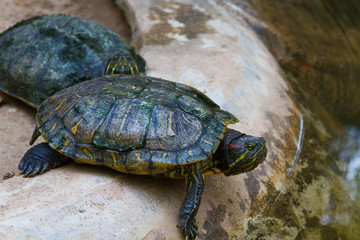 turtle