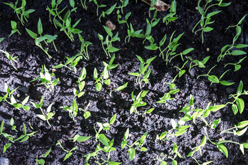 Growing plants and Young plant