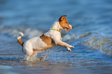 Jack russell terrier dog running on a beach of sea