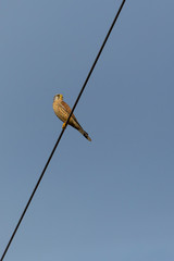 common kestrel (falco tinnunculus) sitting on power line, blue sky