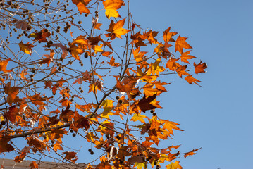 Golden yellow autumn leaves on deep blue sky background