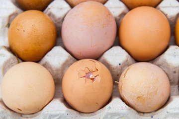 Eggs with protein and health benefits