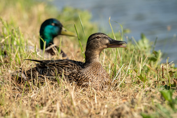 Closeup of a female Mallard duck lying in her nest