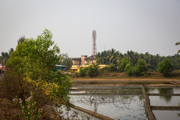 Obraz premium Rice field