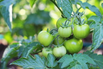 green tomatoes on a branch.