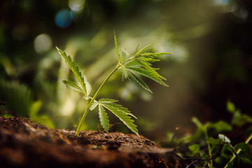 Bush marijuana cannabis on blurred background at sunset.