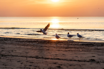 Fototapeta premium dramatic sunset with birds on the beach by the sea