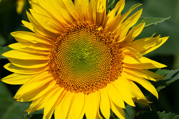 Sonnenblume im Feld