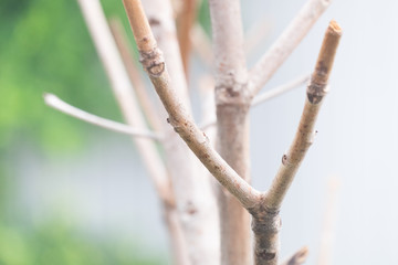 a dry fork branches tree with blur green forest background.