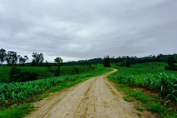 young green corn field in agricultural garden and light shines