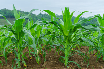young green corn field in agricultural garden and light shines