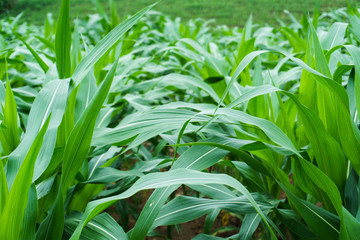 young green corn field in agricultural garden and light shines