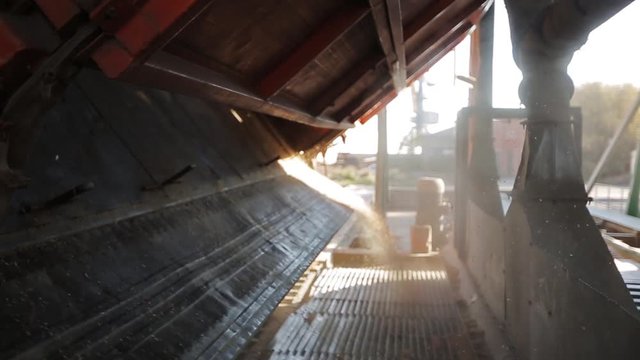 Close view of unloading grain trucks at elevator on elevating hydraulic platform unloader. Grain crops transshipment at big sea terminal at seaport. Grain is pouring down to silo.