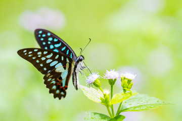 Fototapeta premium Colorful butterflies sucking nectar from flowers